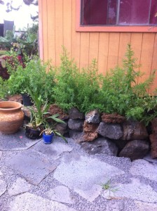 Rock Work, Paving Stones
